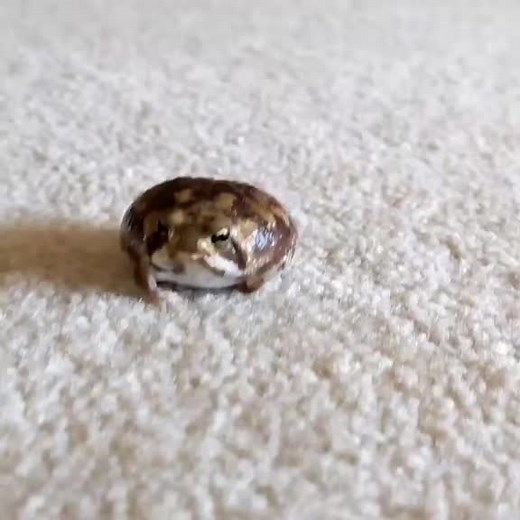 Exploring the Fascinating Desert Rain Frog