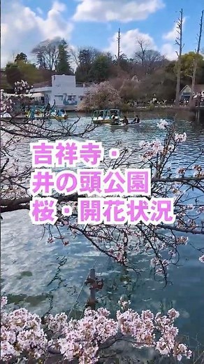 吉祥寺・井の頭公園 桜 開花状況 2026.3.27 （桜の開花は7～8分ぐらい。久々に訪れた春の井の頭公園は、花見宴会が復活してました。来週は花筏も見れそうです）