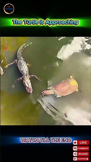 Alligator vs Snapping Turtle: He Didn't Move for THIS Reason