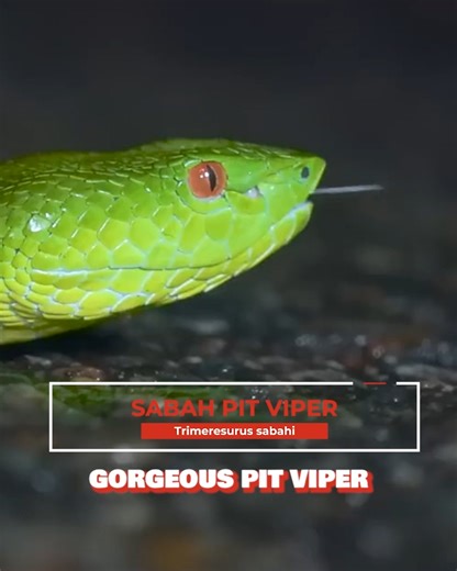 Super Venomous Sabah Pit Viper! | Brave Wilderness
