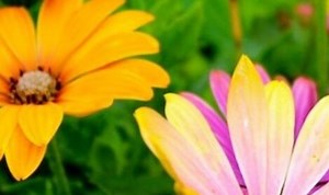 How to plant spring bulbs for an ‘impressive’ continuous display