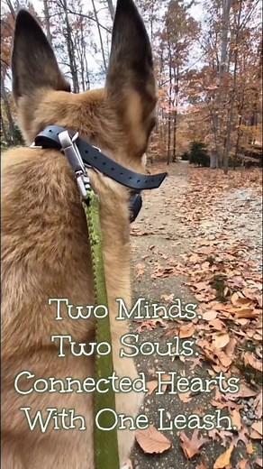 13 reactions | Communicating through our quiet walks in an enchanted forest on a perfect autumn’s day.  #sirdunkin #mymal #gratefulheart #dogsforlife❤️ | Chris Yen 甄子青 | Facebook