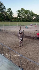 93K views · 9K reactions | Life on the farm!!!  #fblifestyle #onehappyassfarm #farmlife #donkey | One Happy Ass Farm | Facebook