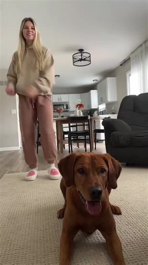 Hilarious Dogs Dancing: A Collection of Funny Moves