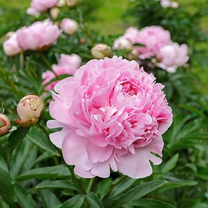 Peony Plants | Fragrant Paeonia Garden Flowers