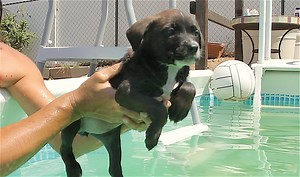 39K views · 1K reactions | Just keep swimming...just keep swimming! This little Border Collie-Labrador mix puppy is experiencing water for the first time. She doesn't quite know what to do but she'll get the hang of it...eventually. Hopefully. If you are interested in these babies please inquire with 2nd chances rescue. #funnypuppy #Bordercollie #Labrador #adoptdontshop | PAWsitive | Facebook