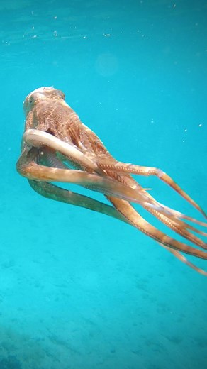 158K views · 5.2K reactions | Do octopuses possess extraterrestrial DNA? | Ancient Aliens: Out of This World Moments | Facebook