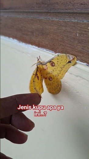 jenis kupu kupu yang langka..