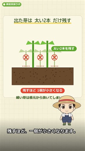 芽が出たじゃがいも、捨てないで！1個が10個になる🥔