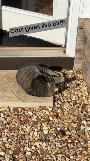 It’s important to realize what a statement is. Also this cat is male. You can tell by its eye color and endorphins and the 5 claws on each ear | Exploring Alabama