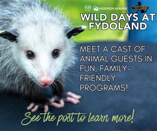 Anderson Humane on Instagram: "🐾 Wild Days at FYDOLAND 🐾 Join us for Wild Days at FYDOLAND, a series of 6 family-friendly sessions, held once a month from March through August! Each class features animal guests, fun learning about local wildlife, a look at rehabilitation efforts, and easy ways your family can help wild neighbors thrive. 📅 Monthly sessions, March–August 📍 All classes take place at FYDOLAND 1311 E Main Street St. Charles, IL 60174 Perfect for curious kids and animal lovers of