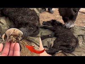 Save These Donkeys That Have Been Forgotten By Their Owners! Let Them Walk Normally【DONKEY HOOF SAVI