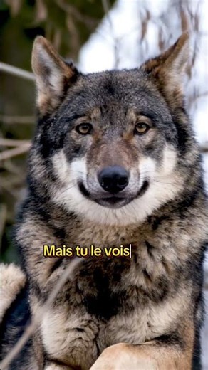 Loups sauvage ! 🌓