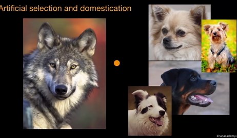 Artificial selection and domestication