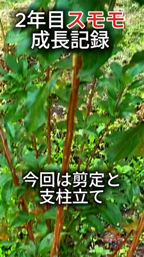 🍑このすももの苗木、ちゃんと実をつけてくれるのか…？