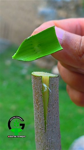 Fig tree grafting techniques | Grafting plants | Best grafting technique #nature #satisfying #garden