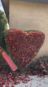 3.1K views | ##fronyoupage #hedgetrimmer #viralsatisfyingvideo #yarderos #triming_converted | Alducin3 | Facebook