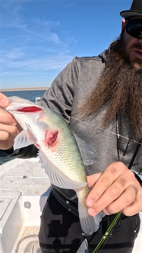 11K views · 122 reactions | Testing Out the New ACC Crappie Stix...