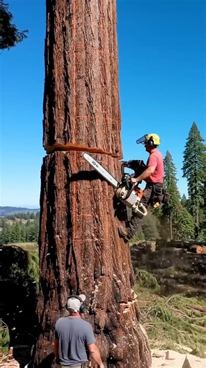 An expert tree cutter with god-level skills | Beast Family | Facebook