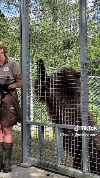 Besök björnarna på Kolmårdens Djurpark!