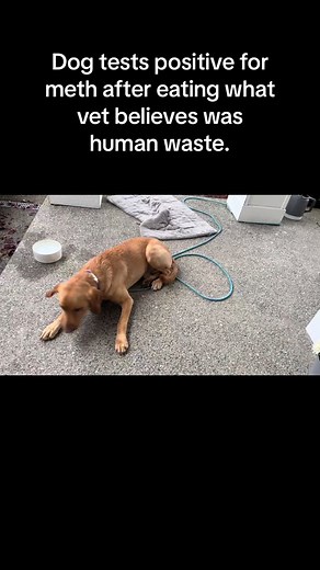 Sharing this story to raise awareness. The general consensus is that it’s incredibly rare for a dog to test positive for meth after eating human waste, but it can happen. A family in #snoqualmie experienced this over the weekend. Jagger, the dog, is getting back to his normal self. A local #veterinarian says this is a good reminder for dog owners to keep a close eye on your #fourleggedfriends, preventing them from eating something shouldn’t. More times than not, vets see dogs come in after eatin