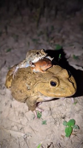 Wow catch Big frog so funny | Funny Frogs for Laugh | Animals Frog Outdoor so funny