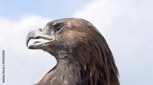 Sharp-Sighted Golden Eagle. The head of a golden eagle with a sharp look against the blue sky and white clouds