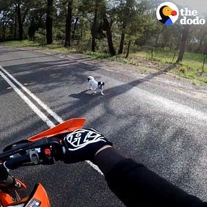 1.2M views · 22K reactions | This guy riding his bike found a little dog sitting in the middle of the street ❤️ | The Dodo | Facebook