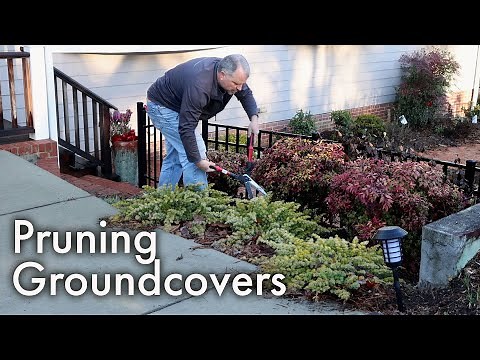 How to Cut Back Low Growing Plants