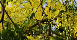Selective focus shot of Cassia fistula flowers blooming on tree in the sunlight on a windy day