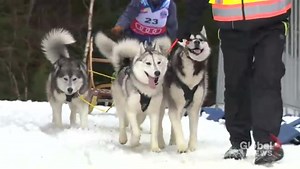 Dog Mushing takes over Windsor Nova Scotia