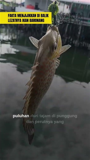 Punggungnya dipenuhi duri beracun. Sekali tertusuk, nyerinya seperti terbakar