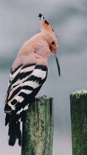 Different birds sounds #birds #differentbirds #beautifulbirds #virelvideo