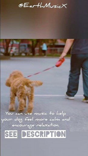 Relaxing Music 🎶 For Your Dog 🐕 | Cockapoo