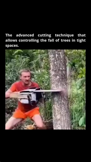 Remarkable Facts on Instagram: "Follow @remarkable.facts if you want to get smarter every day. -------------- The mortise and tenon felling technique represents a pinnacle of precision in arboriculture, enabling highly controlled tree removal even in complex environments. This sophisticated method goes beyond traditional cutting by engineering a temporary, stabilizing joint within the tree itself, fundamentally altering the felling process for enhanced safety and control. At its core, this techn