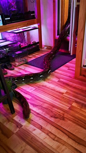 Christian (@r.c.reptilien)’s videos with Originalton - Christian