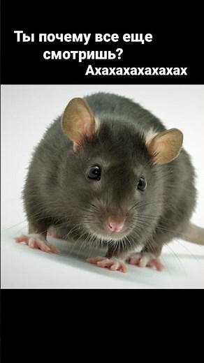 ТОП 5 НЫЧЕК НА МИРАЖЕ #counterstrike #mirage #major #faceit #top5 #csgo #shorts