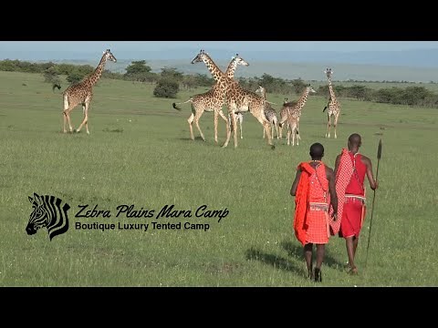 Zebra Plains Mara Camp Bush Walks | African Safari Experience