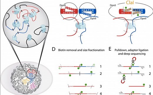 Hi-C数据质控原理