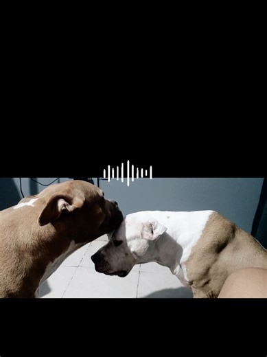 Videos de Tavoo (@tavoo0908) con “sonido original - Carlos Beleño”