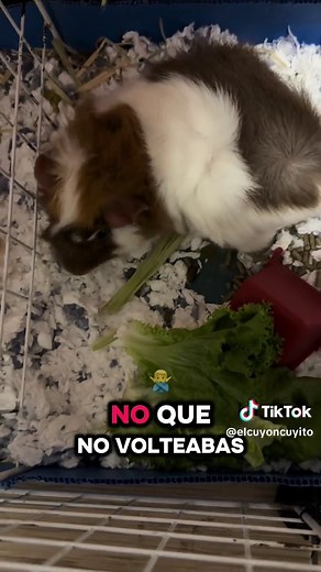 Cuyos: Momentos Cómicos y Divertidos