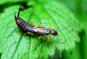 How to Get Rid of Pincher Bugs? | A Complete Guide - Pest Samurai