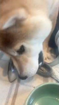 貝好きな愛犬のための手作りごはん #柴犬 #shibainu #犬の手作りごはん