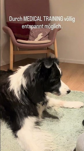 Augentropfen stressfrei verabreichen beim Hund