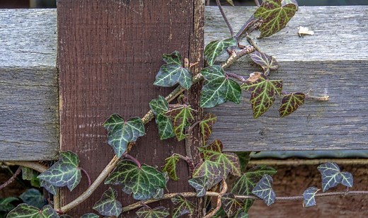 Gardening: How to remove ivy from brickwork and trees