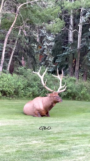 10M views · 101K reactions | Those antlers won’t be staying pearly white for long. As they start rubbing on trees those antlers will take on a rich, brown color that so many of us like! www.GoodBullGuided.com | Good Bull Outdoors | Facebook