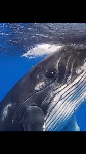 198K views · 10K reactions | Whale eye #whale #whalelover #whalelove #whalelover #whalewatching #whalewatch #whaleseason #orca #killerwhales #orcas #blackfish #killerwhale #underwaterphotography #underwaterphotographer ##marinemammals #marinemammal #marinebiologist #marinebio #oceananimals #oceanlover #oceanlove #oceanlovers #oceanphotography #oceanviewtrue's beaked whale | Bluewhaleshub | Facebook