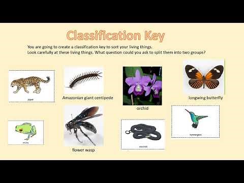19.05.20 Year 4 Science - Classification Keys