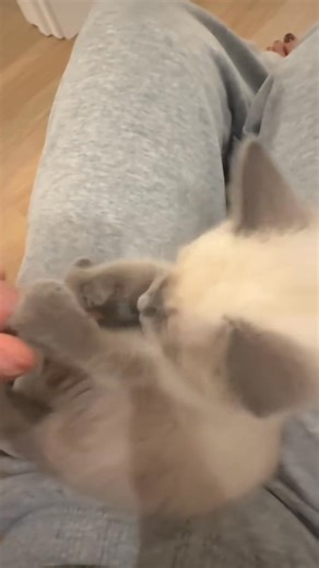 Siamese Kittens for Adoption. Beautiful male and female Siamese kittens available for adoption. Raised in a loving home, not in cages, and well-socialized with children. They are affectionate, playful, and make wonderful companions.If you’re looking to adopt a friendly and loving Siamese kitten, contact us for more details.#SiameseKittens #SiameseCat #KittenAdoption #CatsOfInstagram #SiameseLove #AdoptDontShop #CatLovers #KittenLove #FurBaby #SiameseBeauty #AdoptAKitten #SiameseLife #CatAdoption