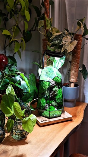 🌿💚 Elevate Your Space with the Prism Terrarium! Geometric, zero-maintenance, and uniquely capturing the allure of a tropical rainforest. Handmade with love, just for you. Stock is limited, so don't wait around! | Ome.home
